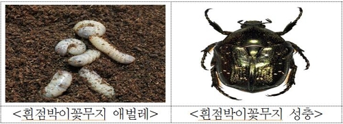 흰점박이꽃무지 애벌레와 성충