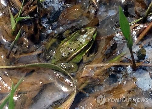 2013년 세종시 장남 평야에서 촬영된 금개구리