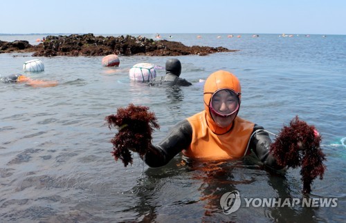 제주바다 우뭇가사리 채취하는 해녀