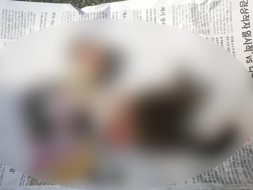 사하구 한 아파트 주차장에서 발견된 고양이