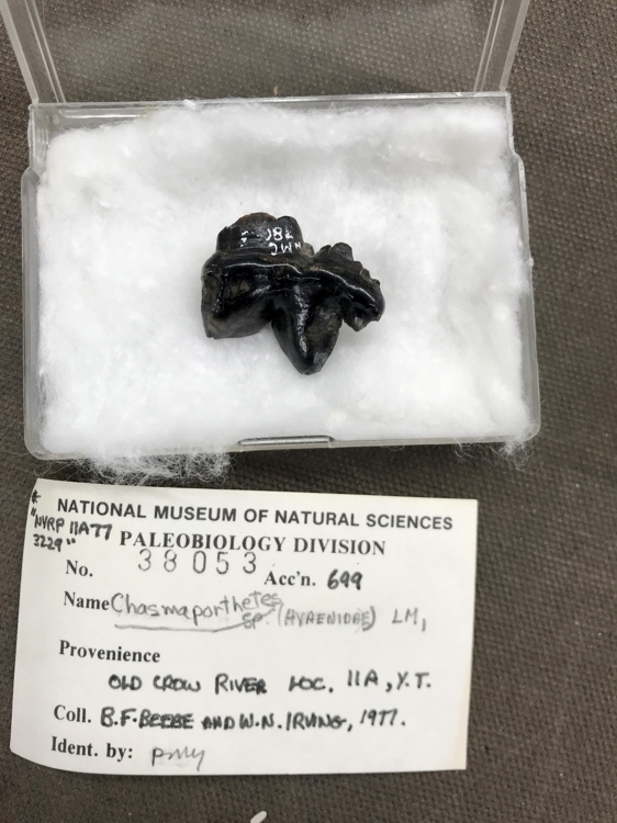 캐나다 자연박물관에 소장된 '달리는 하이에나' 이빨 화석 (1977년 발굴)
