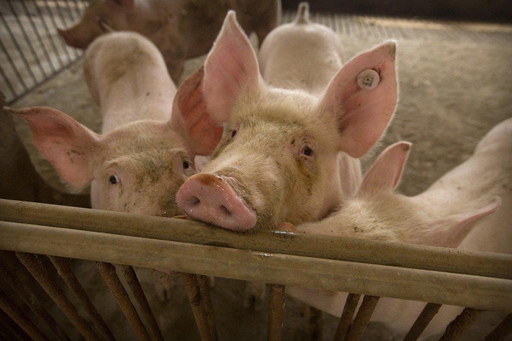중국의 돼지 농장
