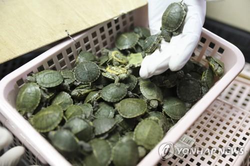 말레이 쿠알라룸푸르 공항서 밀반입하려다 적발된 새끼 거북이