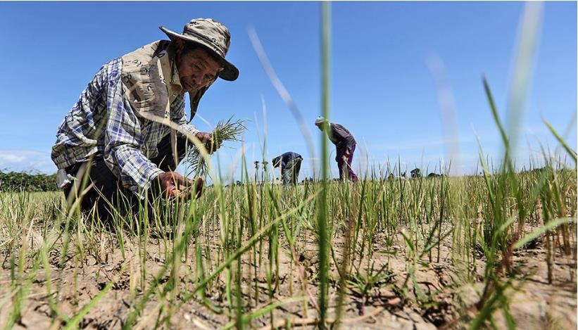 가뭄 피해를 겪고 있는 태국 농촌