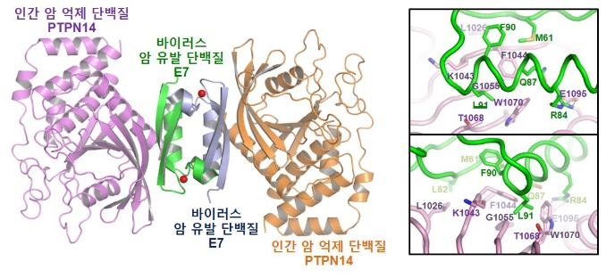 바이러스·인간 단백질 복합체 3차 구조와 분자수준 분석도