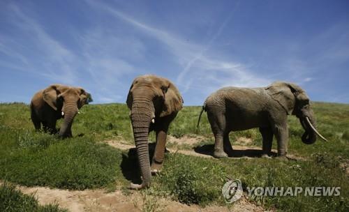 코끼리