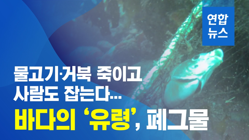 [이슈 컷] 물고기·거북 죽이고 사람도 잡는 바다의 유령, 폐그물 - 2