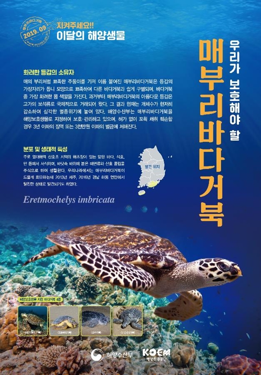 해수부, 9월의 해양생물로 '매부리바다거북' 선정