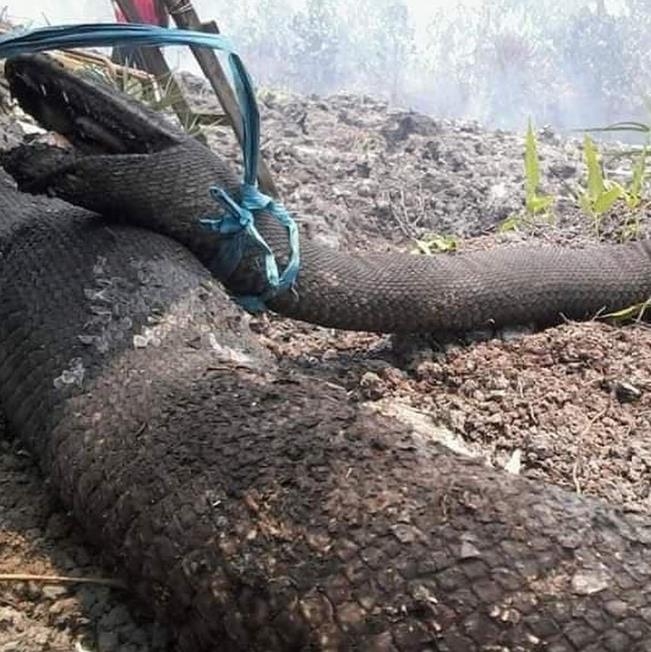 인니 칼리만탄 산불 현장서 발견된 초대형 뱀