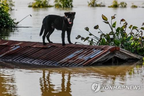 우본랏차타니주에서 홍수로 잠긴 가옥 지붕 위에 개가 올라가 있는 모습