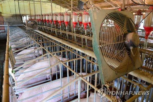 홍성 양돈 농가