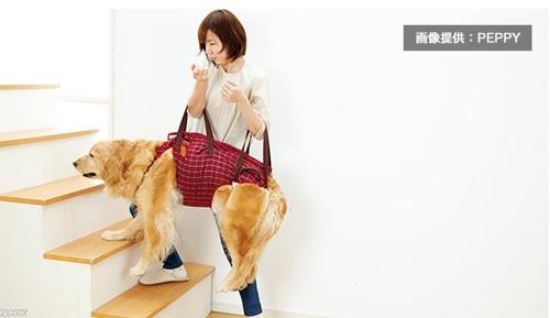 밴드로 개를 들어 올려 보행을 도와주는 노령견 돌봄상품