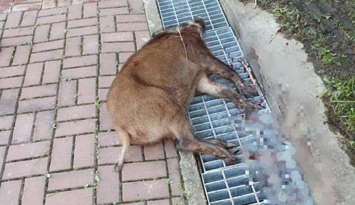 오산에서 사살된 멧돼지
