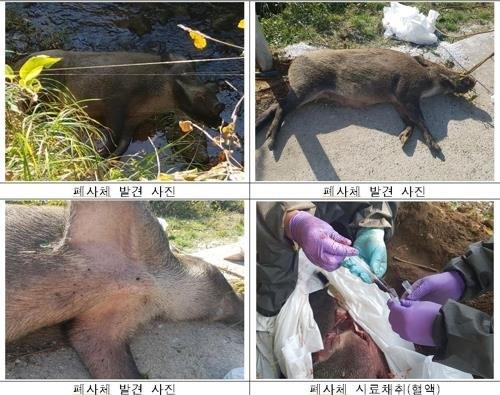 연천·철원 멧돼지서 돼지열병 동시 확인