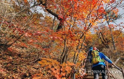 붉게 타오르는 설악산 단풍