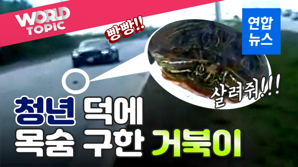 [영상] "거북이 위험해"…'쌩쌩' 달리는 차 사이로 '아슬아슬' - 2