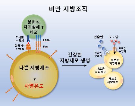 나쁜 지방세포 사멸을 유도하는 과정