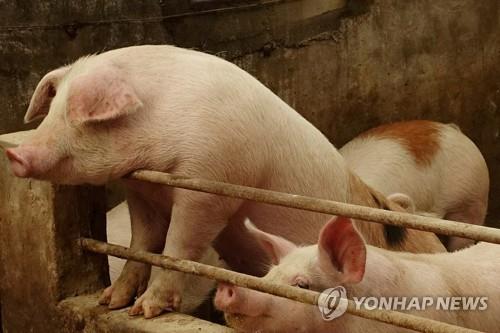 중국 랴오닝성의 한 돼지 농장