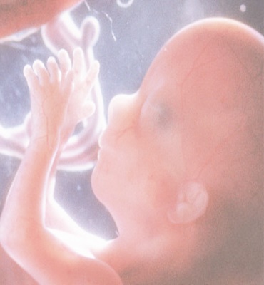 임신 4개월째의 태아 형상(사진=파람북 제공)