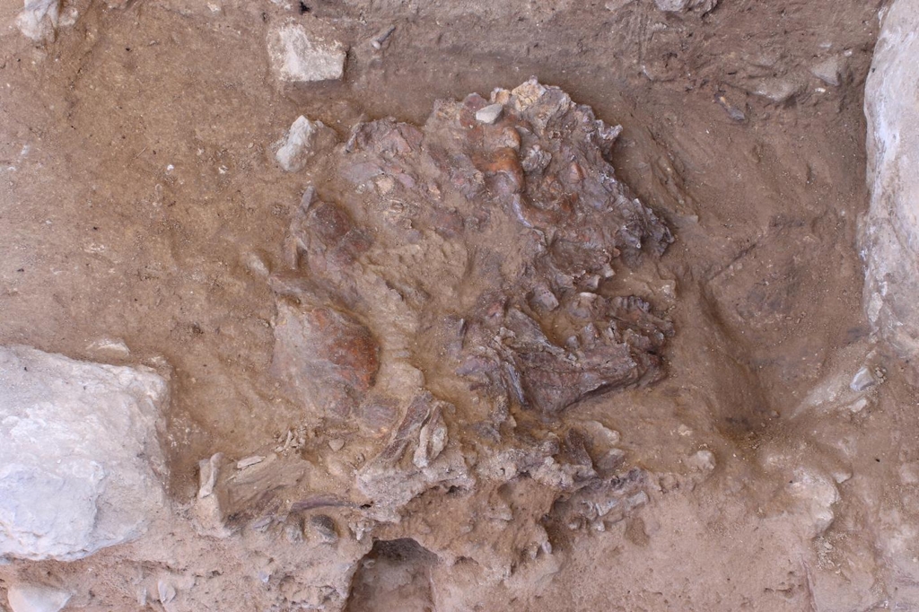 퇴적물 등으로 평평해진 '샤니다르 Z' 두개골 화석 