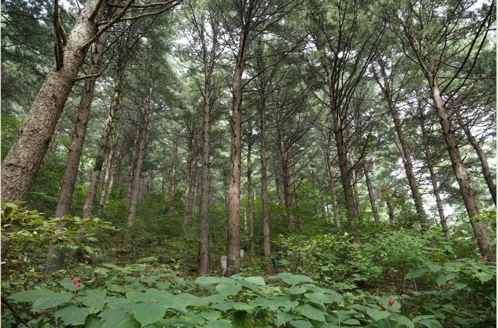 산림토양 산성화 고정조사지 전경