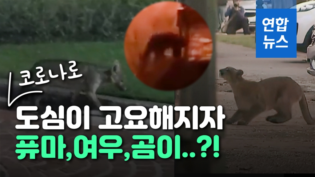 [영상] 퓨마·여우·곰까지?…코로나로 인적 줄자 야생동물 출몰 - 2