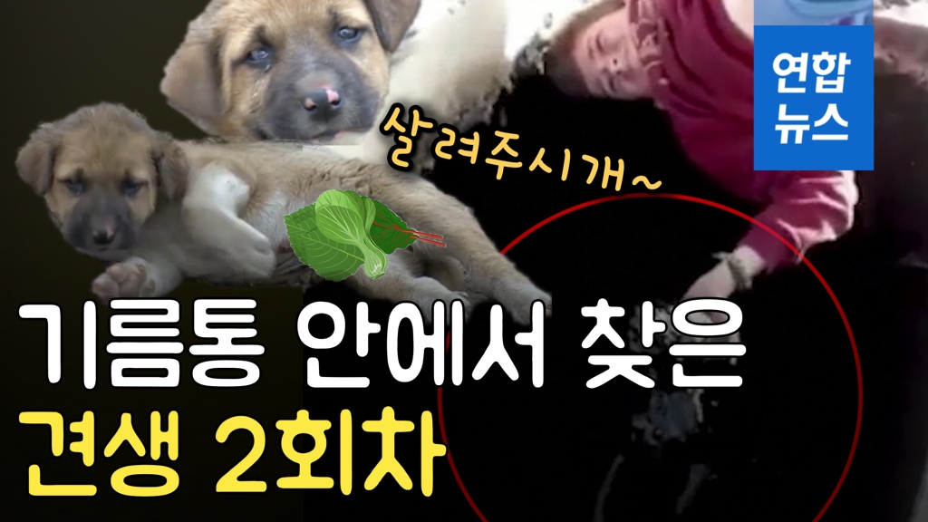 [영상] 기름에 빠진 강아지 구하려 유정에 뛰어든 10살 소년 - 2