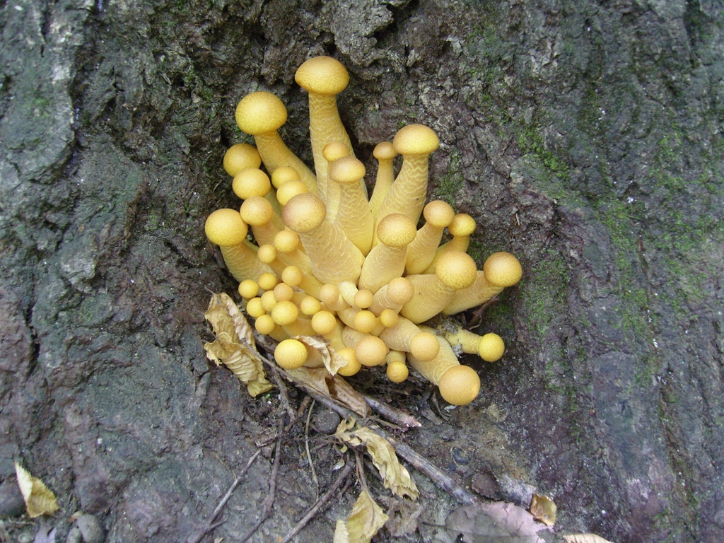 갈황색 미치광이 버섯