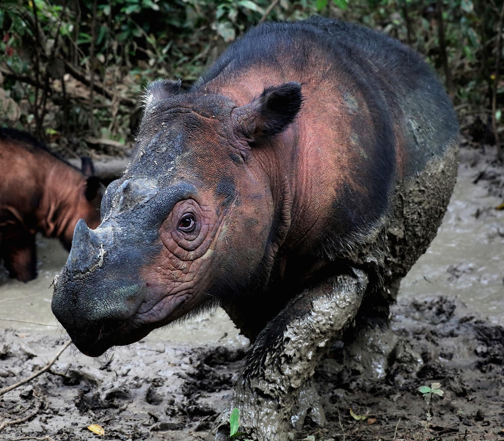 80여 마리밖에 남지 않은 멸종위기 종 '수마트라 코뿔소'