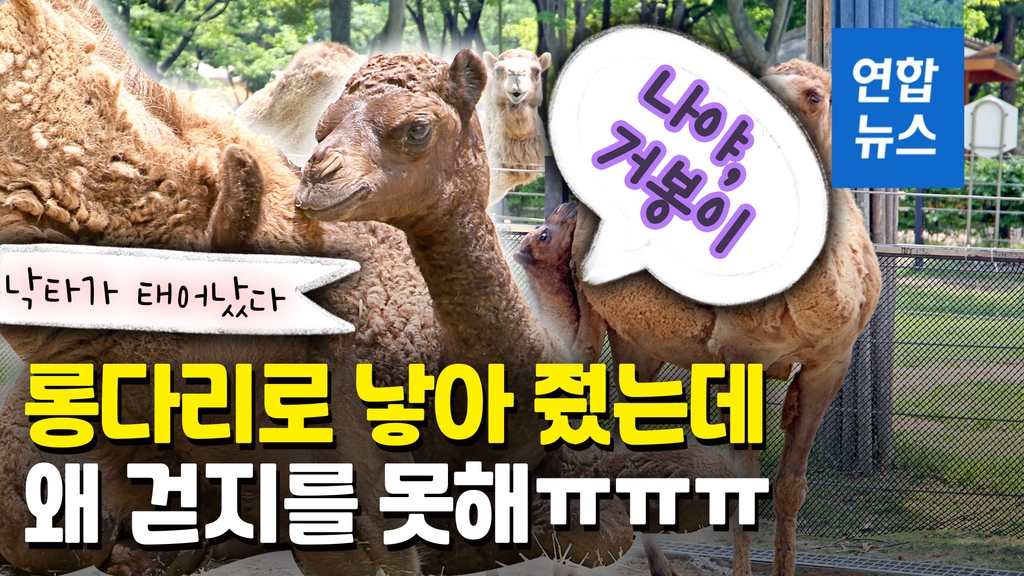 [영상] 7전 8기…롱다리 아기 낙타 거봉이의 첫 걸음마 - 2