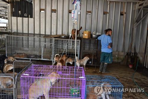 인도네시아 여의사, '개고기' 도축 위기견 구조…1천400 마리 보호
