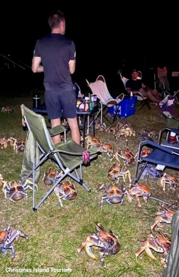 호주 크리스마스섬 캠핑장에 나타난 게떼
