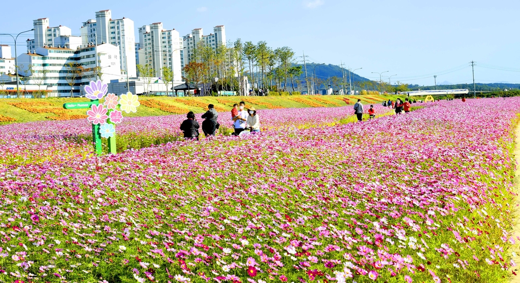 문산천에 만개한 코스모스