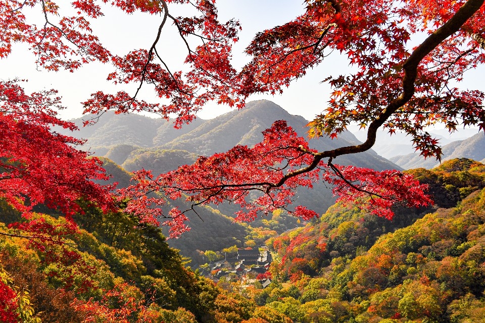 백암산 단풍