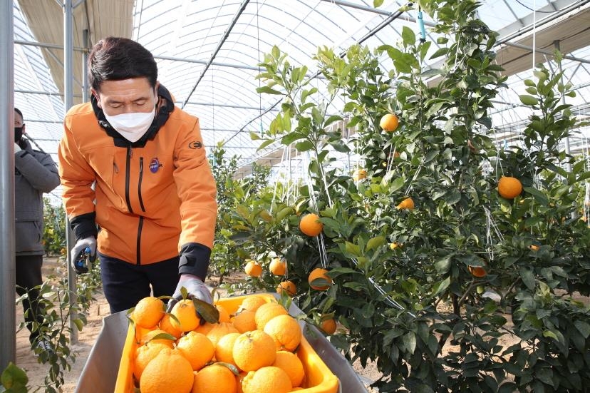 한라봉 수확하는 포항시장