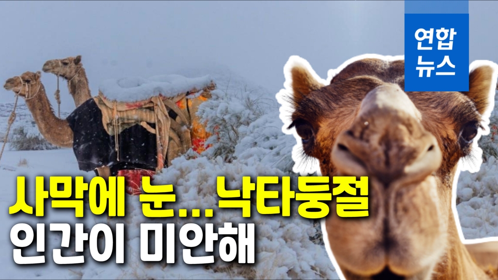 [영상] 낙타가 어리둥절…사하라 사막에 눈, 사우디는 영하 2도 - 2