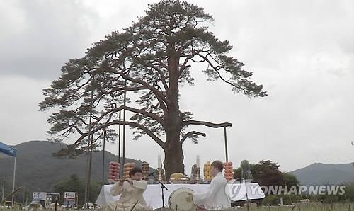 정이품송
