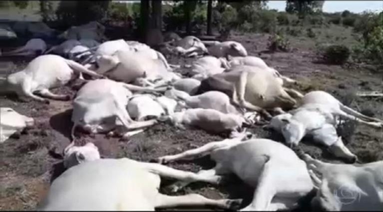 브라질, 벼락으로 10년간 소 3천마리 가까이 죽어