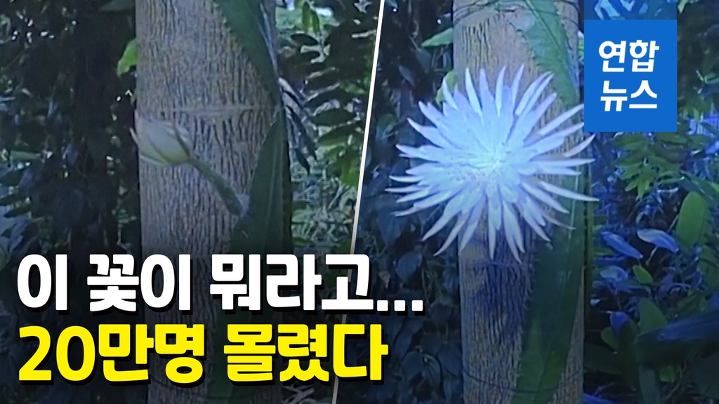 [영상] 희귀 선인장 개화 순간 20만명 동시 시청…"12시간만 피는 꽃" - 2
