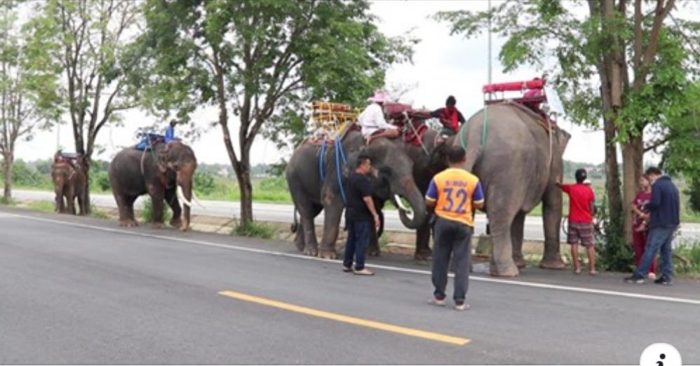 관광객을 태우다가 코로나 사태로 관광객이 끊기자 고향으로 돌아가게 된 코끼리들