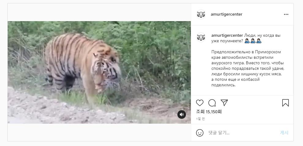 동물보호기관인 아무르 호랑이센터가 자체 소셜네트워크서비스(SNS)에 게시한 영상.