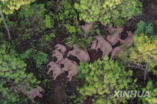 13일 중국 윈난성 위시(玉溪)의 산 속에서 누워있는 코끼리 떼