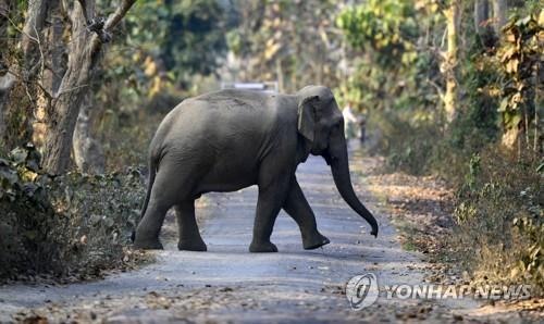 인도 아삼주에서 길을 걷는 코끼리. [EPA=연합뉴스]