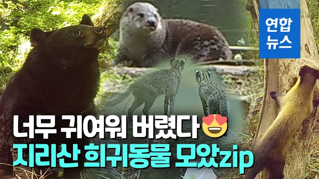 [영상] 인적없는 곳에서 반달곰은…'몰래카메라'가 잡은 지리산 동물들 - 2