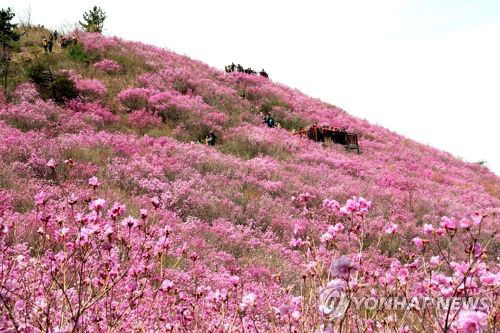 창원 천주산, 분홍 진달래로 물든다…4월 6∼7일 축제
