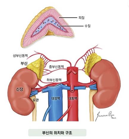 부신의 위치와 구조