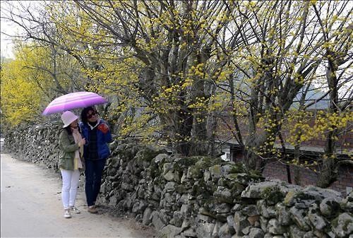 돌담길 따라 흐드러진 산수유꽃…남원 용궁마을서 22일 축제