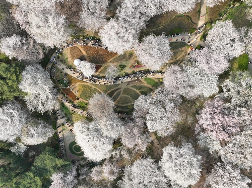 안산·홍제천서 봄빛 즐겨요…서대문구 내달 4~6일 봄빛축제