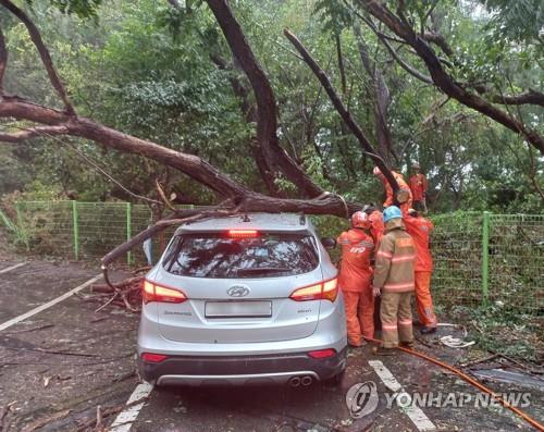 La foto, proporcionada por las autoridades contra incendios, muestra a los bomberos levantando un árbol que cayó sobre un coche, en Ulsan, el 19 de septiembre de 2022. (Prohibida su reventa y archivo)