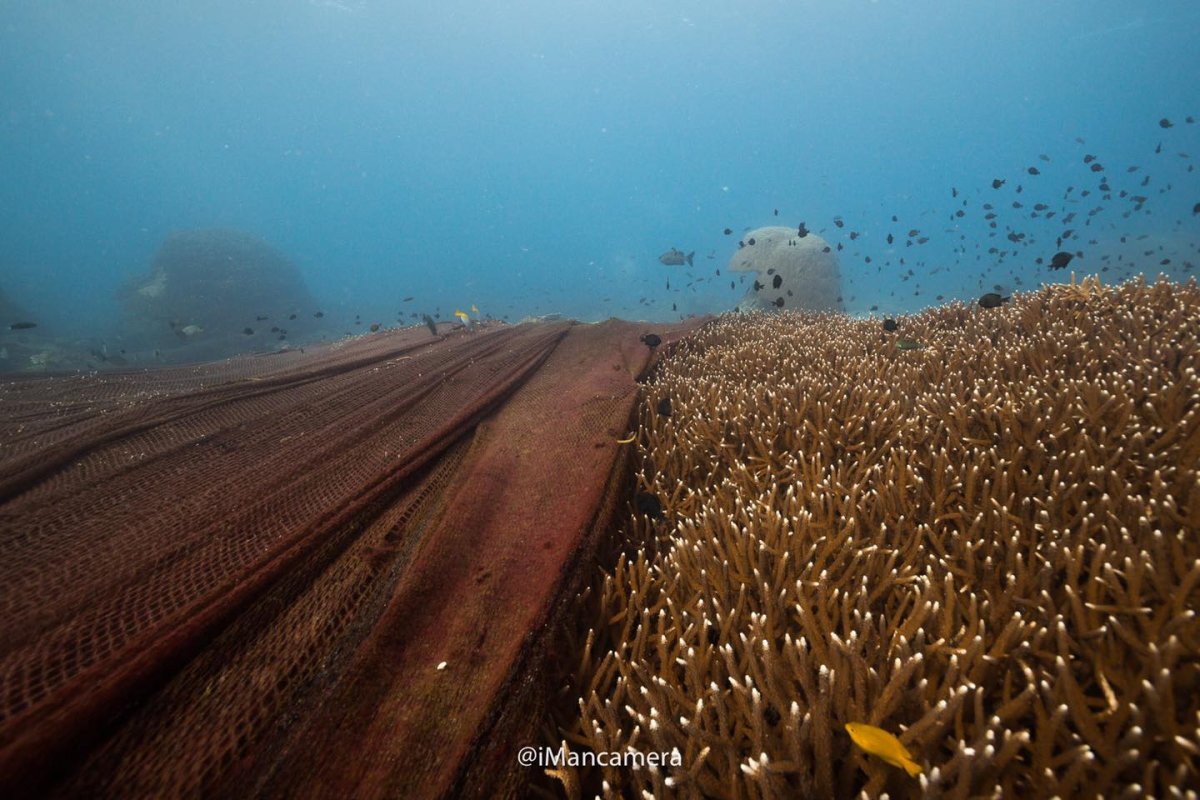 태국 앞바다 산호초를 덮고 있는 버려진 대형 어망 모습